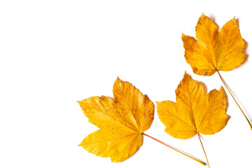 Yellow maple leafs as an autumn symbol. Isolated on white.