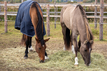 Horses eating hay from the ground on a paddock. Grullo coat color horse (Lusitano breed) and bay horse. - obrazy, fototapety, plakaty