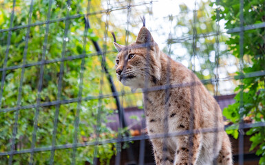 Eurasian Lynx