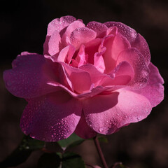 The morning rays gently shine on the blooming rose flower. The dew has not dried on the rose petals yet.