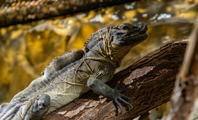 Philippine Sailfin Lizard