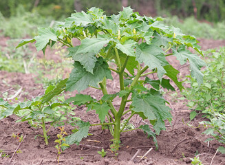 Jimson Weed plant, Datura stramonium