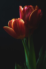 Two tulip flowers close-up on a black background.  - 464099433