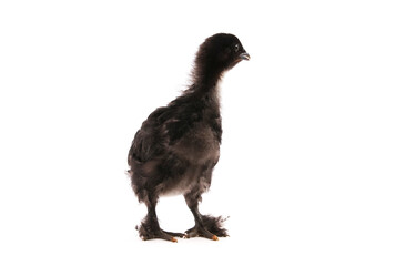 Black chicken isolated on white