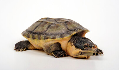 Salvins Kreuzbrustschildkröte // Giant musk turtle  (Staurotypus salvinii) 