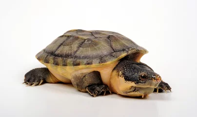 Fototapeten Salvins Kreuzbrustschildkröte // Giant musk turtle  (Staurotypus salvinii)  © bennytrapp