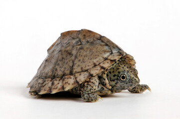 Razor-backed musk turtle // Dach-Moschusschildkröte (Sternotherus carinatus)