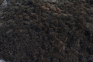 The old concrete abstract texture with cracks and green mold