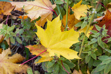 Bright yellow fallen maple leaves on the ground in autumn, selective focus