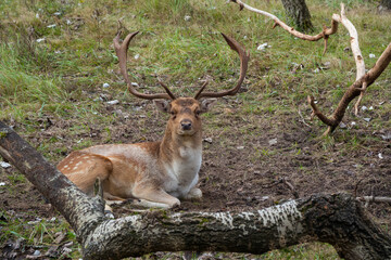 Naklejka na ściany i meble deer in the wild nature in the netherlands