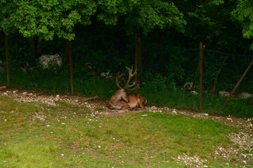 Deer in the green meadow