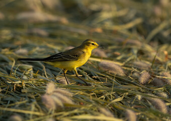 Portrait of a Yellow Wagtail at Hamala, Bahrain