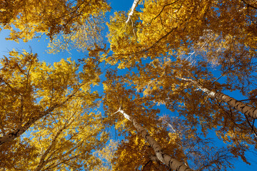 autumn leaves against blue sky