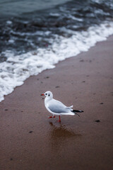 seagull on the beach