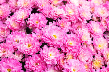 Pink or purple garden chrysanthemum flowers top view