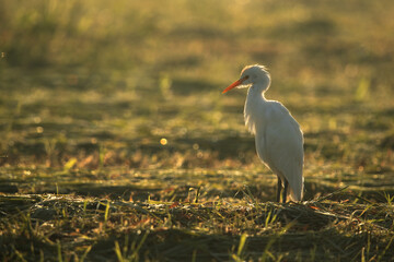 Cattle Egret on green grass in the morning hours