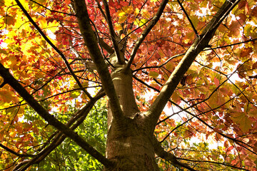 Autumn hues in the park. Leaves in shades of yellow, red and brown.