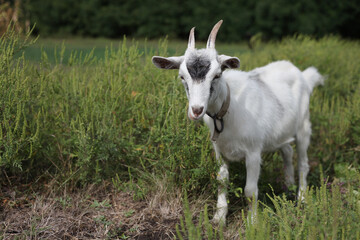 Fototapeta premium young white goat grazing in green field