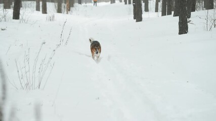 Funny Mixed Breed Dog Running Outdoor In Snow Snowy Forest. Dog Running In Snowdrift At Winter Day. Wintertime. Playful Pet Play Outdoors. Slow Motion, Slo-Mo