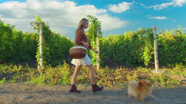 Woman walking with dog in park. Cute little puppy shpitz. Video shooting by handheld gimbal.