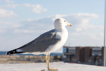 A seagull sits on the deck of the ferry to Elba in the port of Piombino