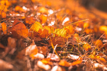 autumn yellow birch leaves. natural autumn background