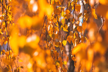 golden birch tree leaves in the sunlight