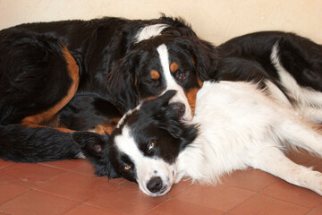 Border collie et bouvier bernois au repos