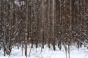 Fototapeta premium Snowfall in the winter forest.