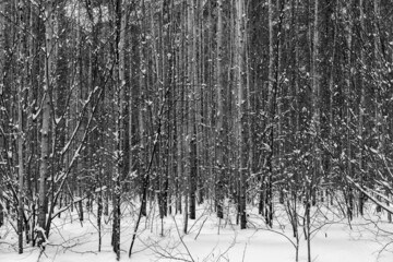 Snowfall in the winter forest.