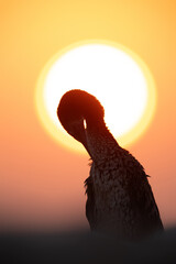Socotra cormorant preening during sunrise, Bahrain