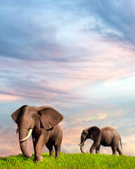two elephants at sunset. Illustration