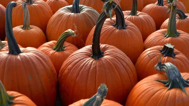 pile of pumpkins