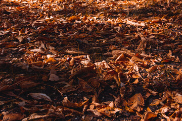 Background of fallen leaves and chestnuts on the ground in autumn. Selective focus.