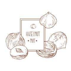 Hand drawn vector hazel nuts forest illustration