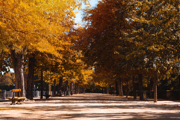 Park avenue in autumn. Fallen leaves. Selective focus.