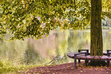 Wooden bench around hornbeam trunk with lush green and yellow foliage, lake