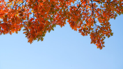 Autumn background. Yellow orange red leaves on a tree against the blue sky. Bright yellow leaves on autumn birches