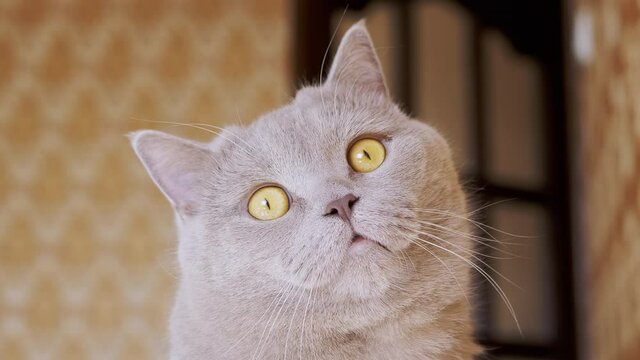 Gazing of a Curious Gray British Cat Looking up at the Camera. A big green eyes, head, nose, ears, mustache animal. Close up. Home British, thoroughbred Scottish cat froze in place, time. Funny pets.