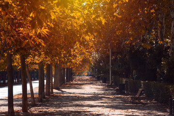 Park avenue in autumn. Fallen leaves. Selective focus.