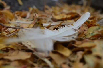 autumn leaves on the ground
