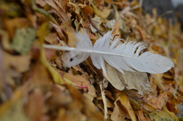 close up of leaves