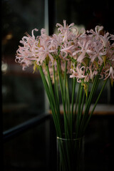 bouquet of pink nerine flowers in a vase