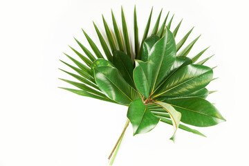 Close-up exotic tropical green plants on white background