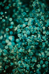 blue painted gyps flower, full picture of flowers