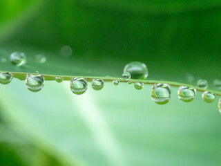 Drops on green leaves