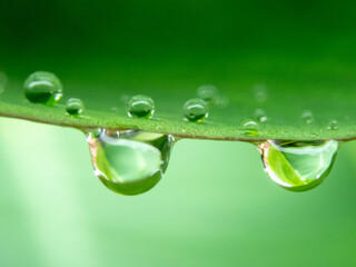 Drops on green leaves