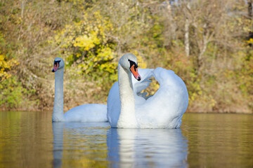 The white swan floats on the water. The autumn forest is reflected in the water. Birds in their natural habitat