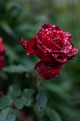 Morning dew on rose petals.Top view of a beautiful flower