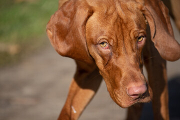 Portrait of a Hungarian vizsla on a sunny autumn day in the field. The head of the dog is large. Hungarian Pointing Dog